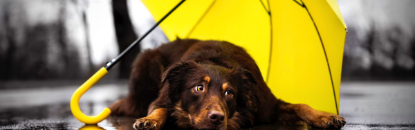 Hund unter gelben Regenschirm