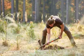 Eine Person im Wald, die mit einer Spitzhacke den Waldboden öffnet, um einen jungen Baum zu pflanzen.